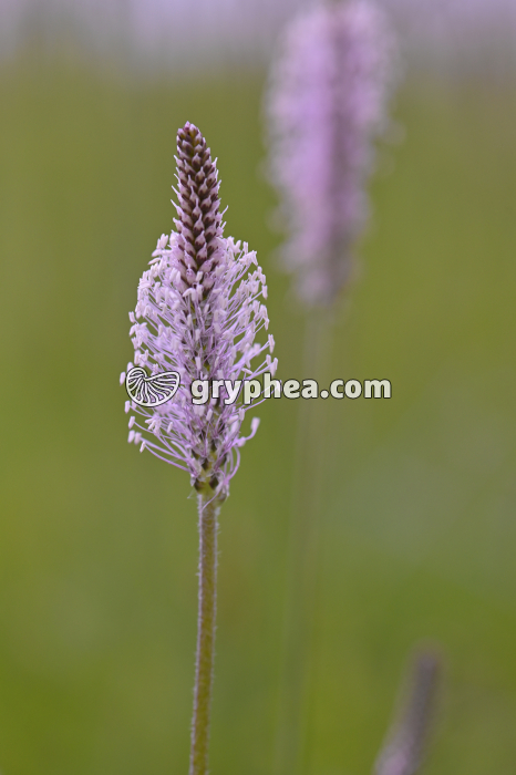 Plantain lancéolé - inflorescence (Plantago lanceolata) - gryphea.com